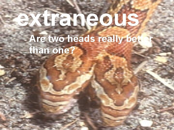 extraneous Are two heads really better than one? extraneous Are two heads really better than one?