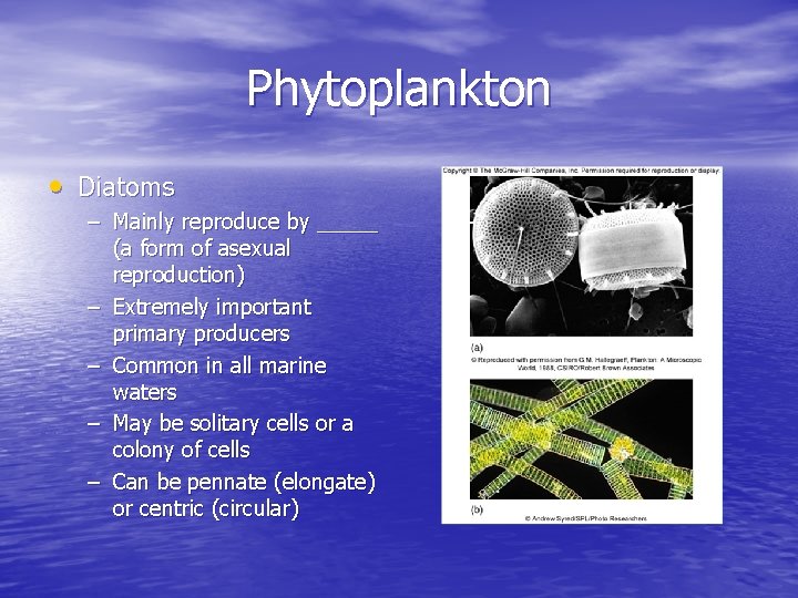 Phytoplankton • Diatoms – Mainly reproduce by _____ (a form of asexual reproduction) –