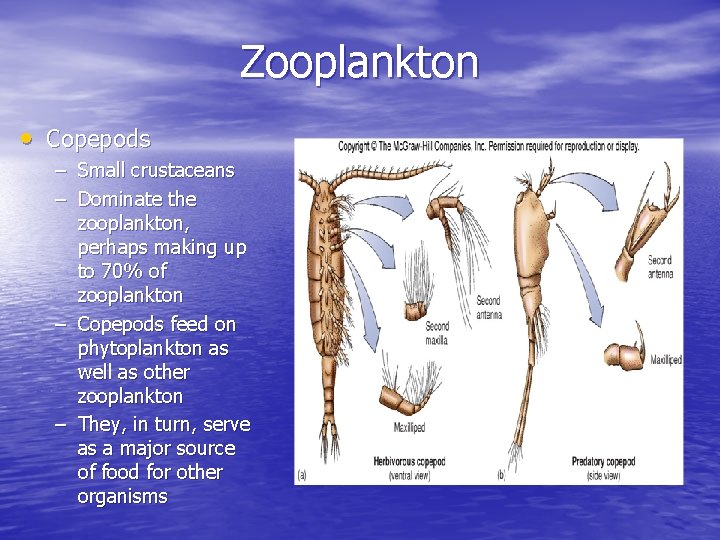 Zooplankton • Copepods – Small crustaceans – Dominate the zooplankton, perhaps making up to