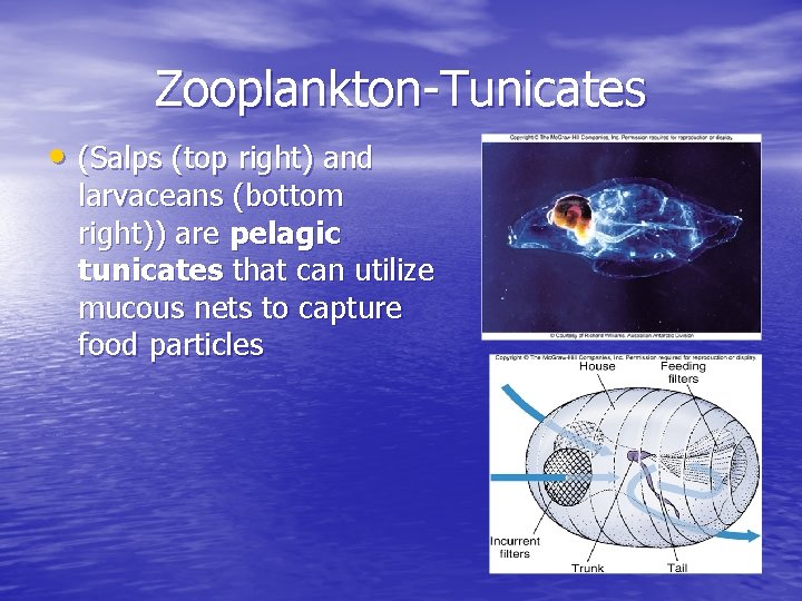 Zooplankton-Tunicates • (Salps (top right) and larvaceans (bottom right)) are pelagic tunicates that can