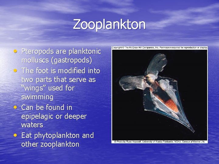 Zooplankton • Pteropods are planktonic • • • molluscs (gastropods) The foot is modified