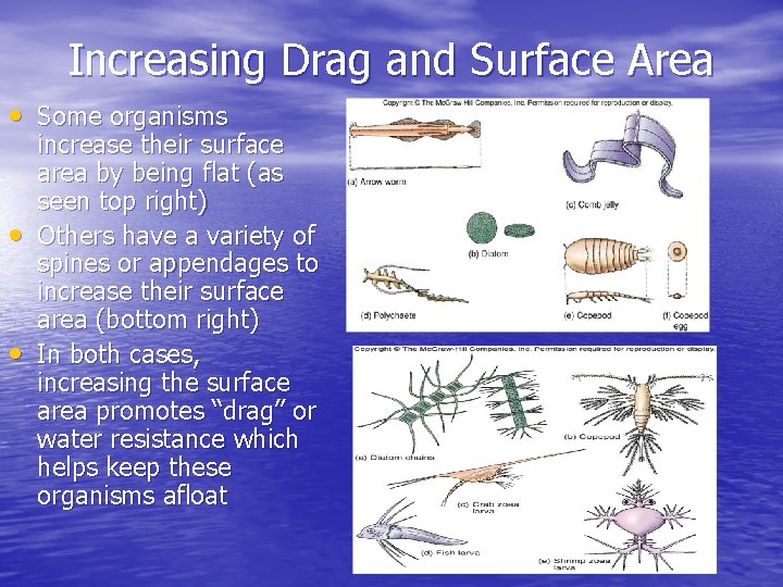 Increasing Drag and Surface Area • Some organisms • • increase their surface area