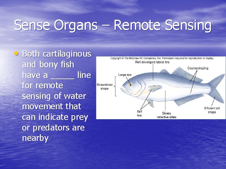 Sense Organs – Remote Sensing • Both cartilaginous and bony fish have a _____