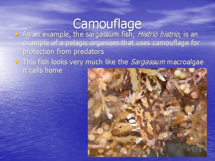 Camouflage • As an example, the sargassum fish, Histrio histrio, is an • example