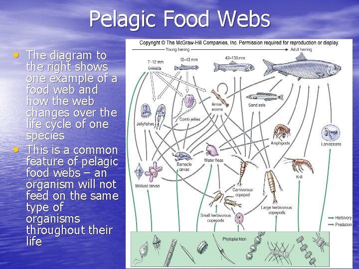 Pelagic Food Webs • The diagram to • the right shows one example of