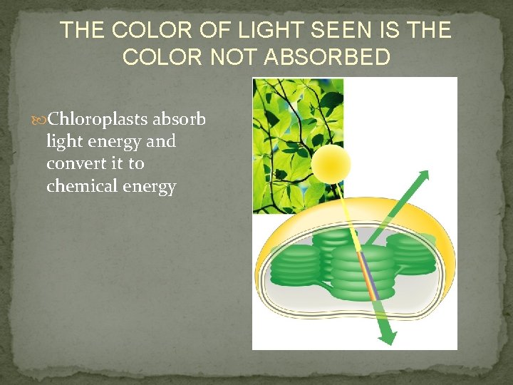 THE COLOR OF LIGHT SEEN IS THE COLOR NOT ABSORBED Chloroplasts absorb light energy