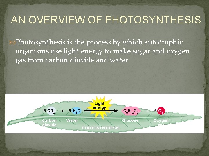 AN OVERVIEW OF PHOTOSYNTHESIS Photosynthesis is the process by which autotrophic organisms use light