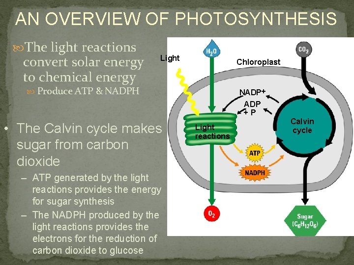 AN OVERVIEW OF PHOTOSYNTHESIS The light reactions convert solar energy to chemical energy Light