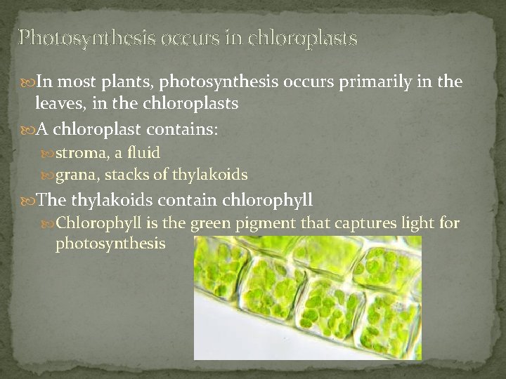 Photosynthesis occurs in chloroplasts In most plants, photosynthesis occurs primarily in the leaves, in