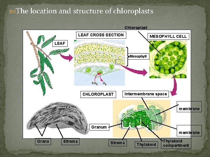  The location and structure of chloroplasts Chloroplast LEAF CROSS SECTION MESOPHYLL CELL LEAF