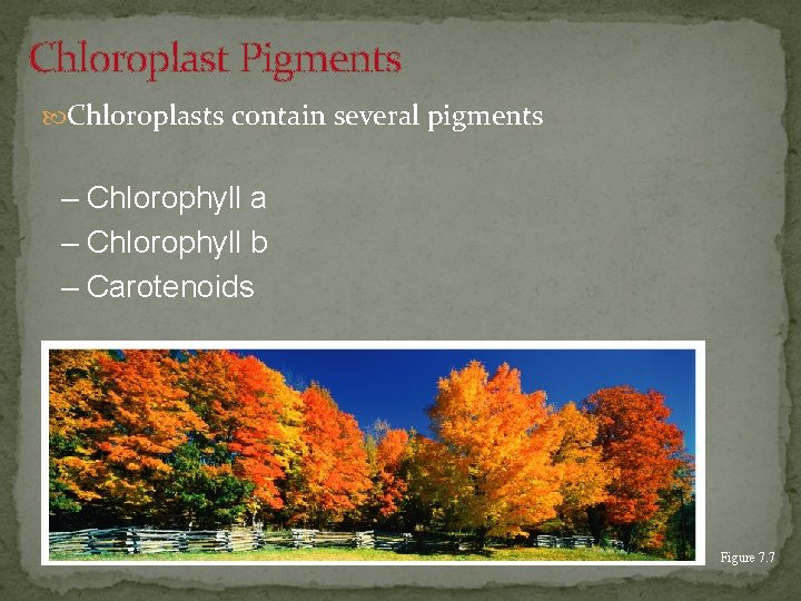 Chloroplast Pigments Chloroplasts contain several pigments – Chlorophyll a – Chlorophyll b – Carotenoids