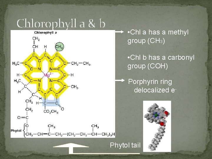 Chlorophyll a & b • Chl a has a methyl group (CH 3) •