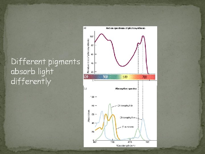 Different pigments absorb light differently 