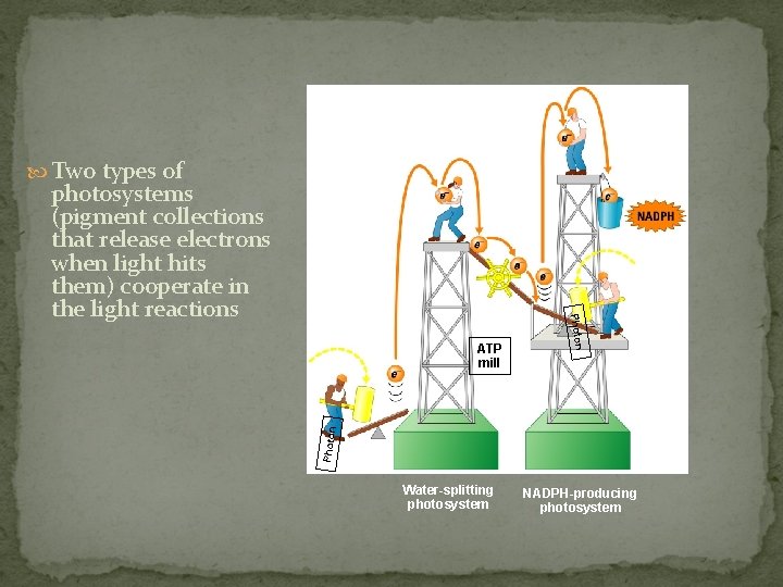  Two types of Photon ATP mill Photon photosystems (pigment collections that release electrons