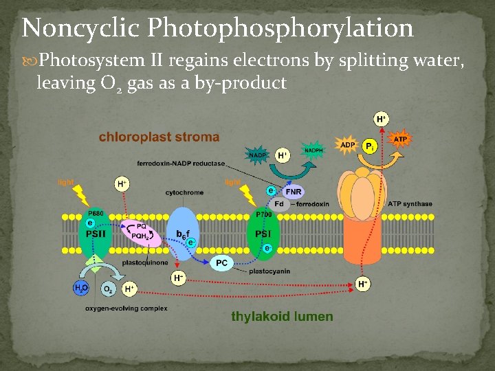 Noncyclic Photophosphorylation Photosystem II regains electrons by splitting water, leaving O 2 gas as