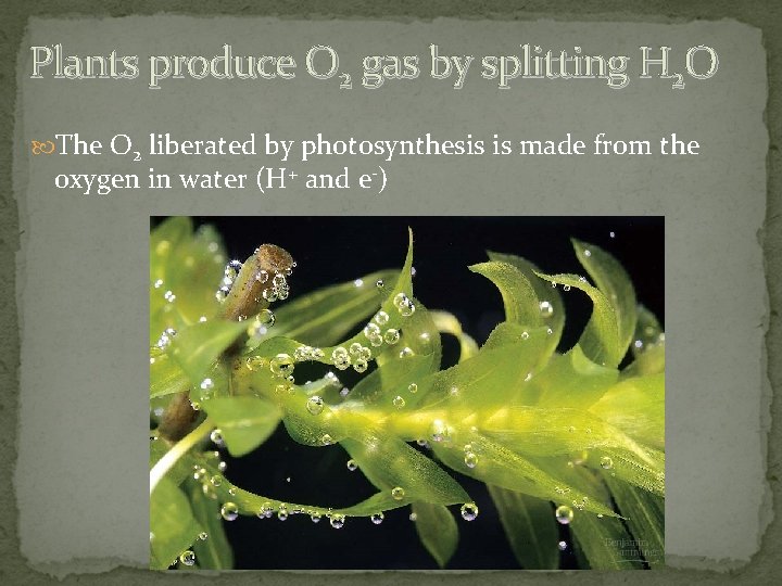  Plants produce O 2 gas by splitting H 2 O The O 2