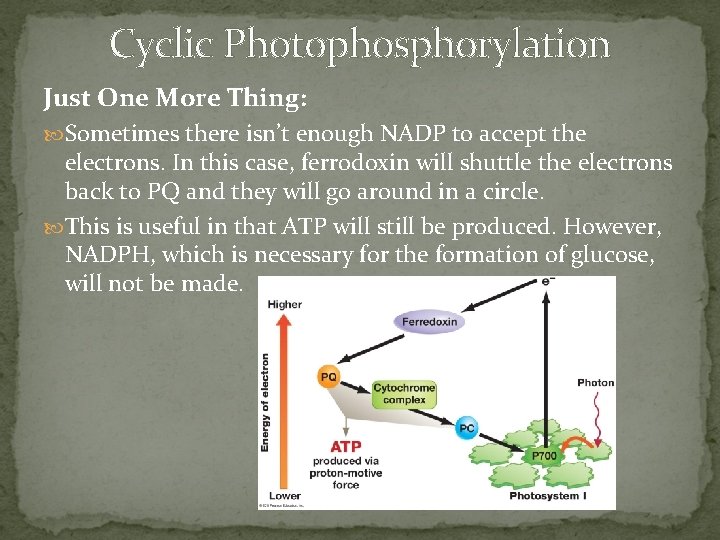 Cyclic Photophosphorylation Just One More Thing: Sometimes there isn’t enough NADP to accept the