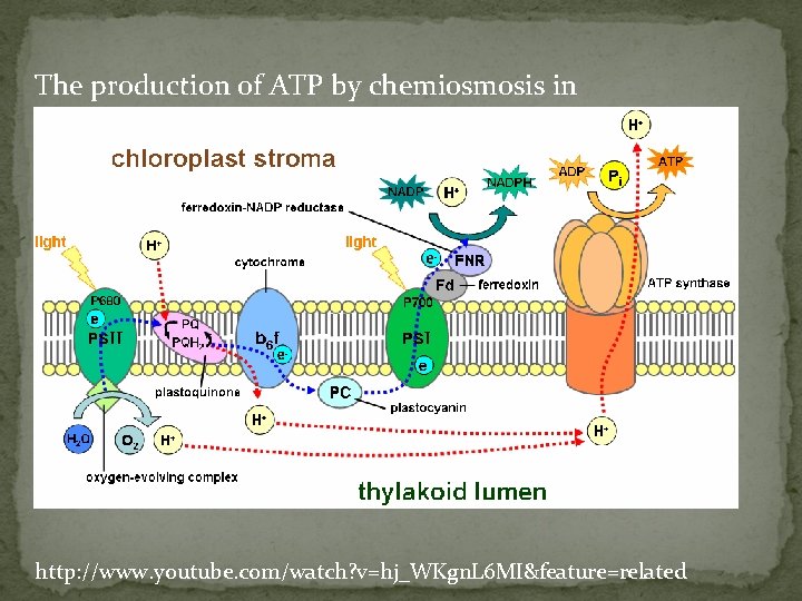 The production of ATP by chemiosmosis in photosynthesis http: //www. youtube. com/watch? v=hj_WKgn. L