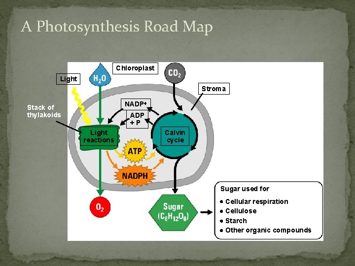 A Photosynthesis Road Map Chloroplast Light Stroma NADP Stack of thylakoids ADP +P Light