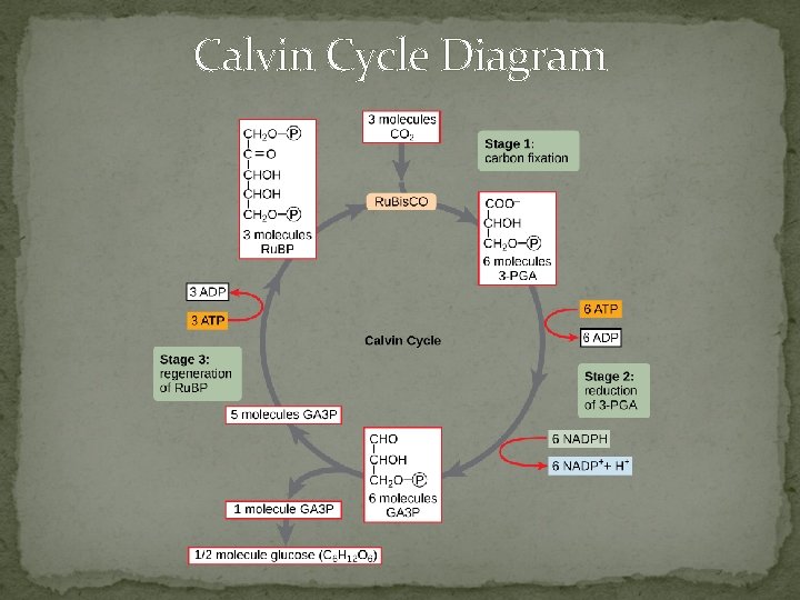 Calvin Cycle Diagram 