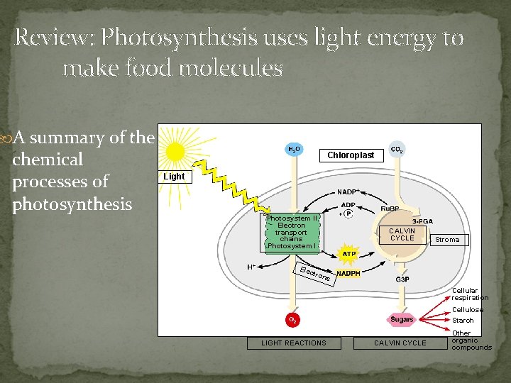 Review: Photosynthesis uses light energy to make food molecules A summary of the chemical