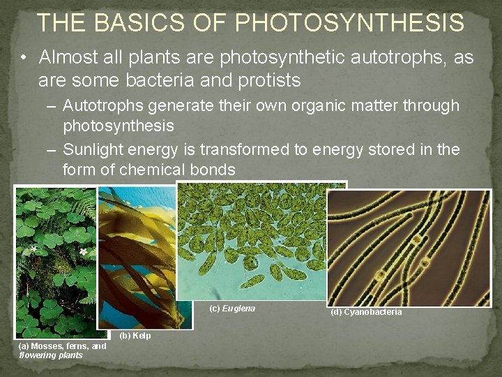 THE BASICS OF PHOTOSYNTHESIS • Almost all plants are photosynthetic autotrophs, as are some