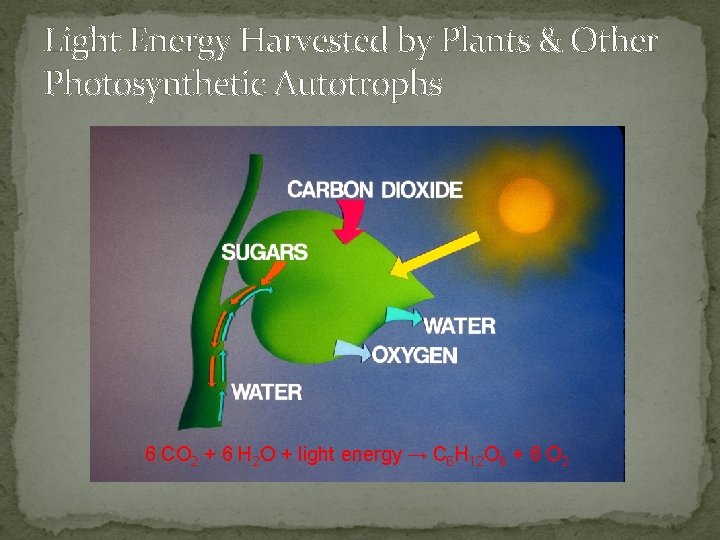 Light Energy Harvested by Plants & Other Photosynthetic Autotrophs 6 CO 2 + 6