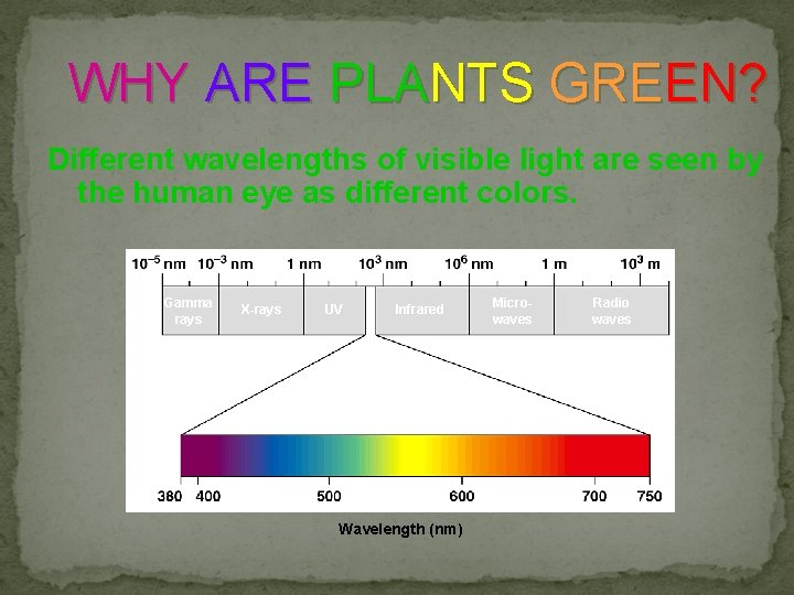 WHY ARE PLANTS GREEN? Different wavelengths of visible light are seen by the human