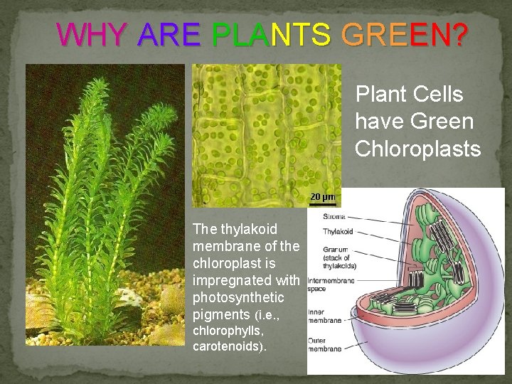 WHY ARE PLANTS GREEN? Plant Cells have Green Chloroplasts The thylakoid membrane of the