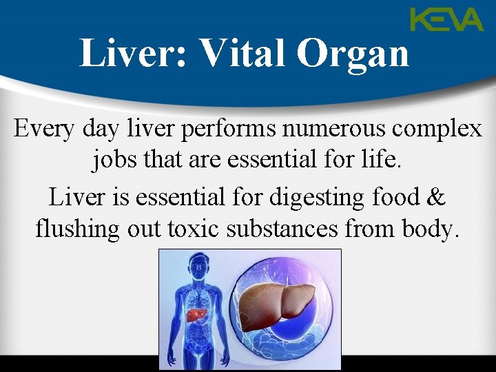 Liver: Vital Organ Every day liver performs numerous complex jobs that are essential for