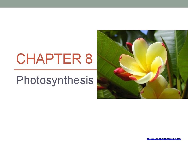 CHAPTER 8 Photosynthesis http: //www. botany. com/index. 16. htm 