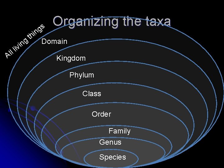 Organizing the taxa s g in h t g Domain in A v i Organizing the taxa s g in h t g Domain in A v i