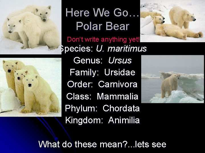 Here We Go… Polar Bear Don’t write anything yet!! Species: U. maritimus Genus: Ursus Here We Go… Polar Bear Don’t write anything yet!! Species: U. maritimus Genus: Ursus