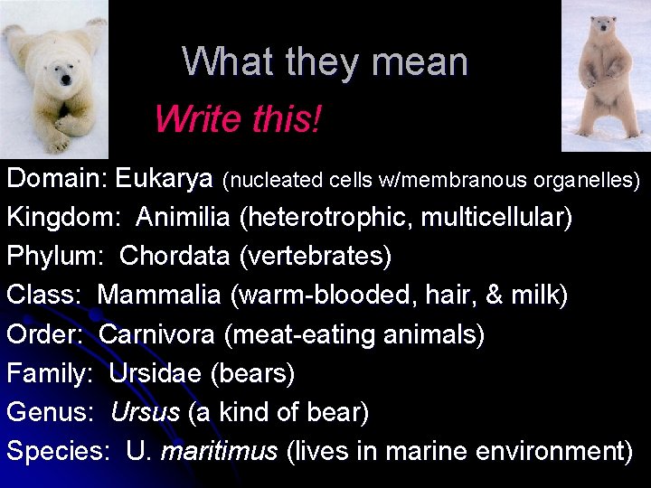 What they mean Write this! Domain: Eukarya (nucleated cells w/membranous organelles) Kingdom: Animilia (heterotrophic, What they mean Write this! Domain: Eukarya (nucleated cells w/membranous organelles) Kingdom: Animilia (heterotrophic,
