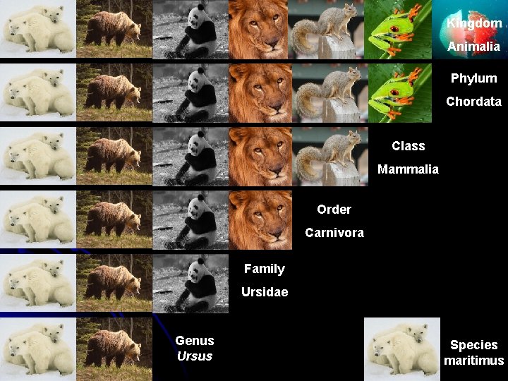 Kingdom Animalia Phylum Chordata Class Mammalia Order Carnivora Family Ursidae Genus Ursus Species maritimus Kingdom Animalia Phylum Chordata Class Mammalia Order Carnivora Family Ursidae Genus Ursus Species maritimus