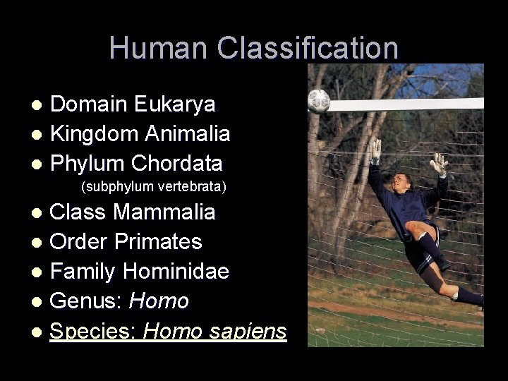 Human Classification Domain Eukarya l Kingdom Animalia l Phylum Chordata l (subphylum vertebrata) Class Human Classification Domain Eukarya l Kingdom Animalia l Phylum Chordata l (subphylum vertebrata) Class