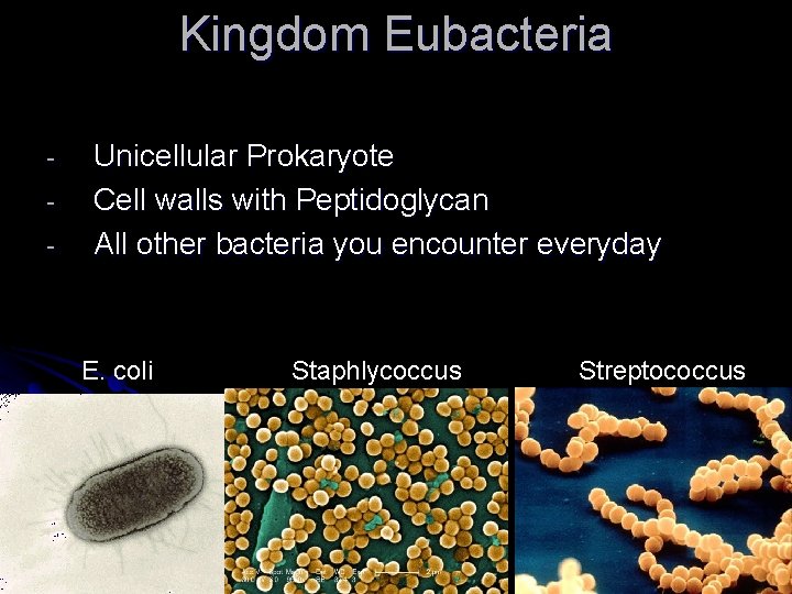 Kingdom Eubacteria - Unicellular Prokaryote Cell walls with Peptidoglycan All other bacteria you encounter Kingdom Eubacteria - Unicellular Prokaryote Cell walls with Peptidoglycan All other bacteria you encounter