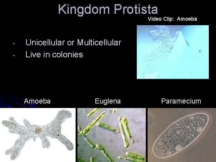Kingdom Protista Video Clip: Amoeba - Unicellular or Multicellular Live in colonies Amoeba Euglena Kingdom Protista Video Clip: Amoeba - Unicellular or Multicellular Live in colonies Amoeba Euglena