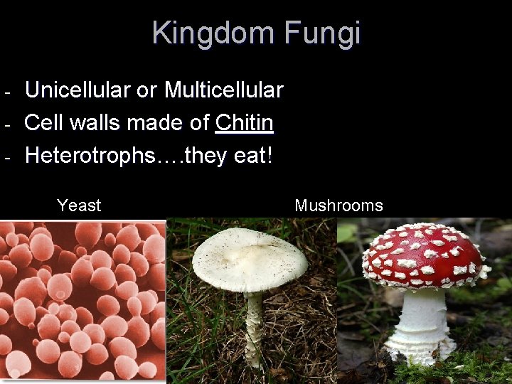 Kingdom Fungi - Unicellular or Multicellular Cell walls made of Chitin Heterotrophs…. they eat! Kingdom Fungi - Unicellular or Multicellular Cell walls made of Chitin Heterotrophs…. they eat!