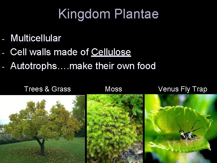 Kingdom Plantae - Multicellular Cell walls made of Cellulose Autotrophs…. make their own food Kingdom Plantae - Multicellular Cell walls made of Cellulose Autotrophs…. make their own food