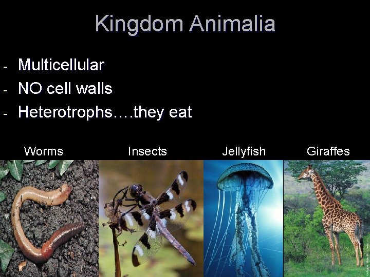 Kingdom Animalia - Multicellular NO cell walls Heterotrophs…. they eat Worms Insects Jellyfish Giraffes Kingdom Animalia - Multicellular NO cell walls Heterotrophs…. they eat Worms Insects Jellyfish Giraffes