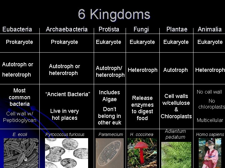 6 Kingdoms Eubacteria Prokaryote Autotroph or heterotroph Most common bacteria Archaebacteria Prokaryote Autotroph or 6 Kingdoms Eubacteria Prokaryote Autotroph or heterotroph Most common bacteria Archaebacteria Prokaryote Autotroph or