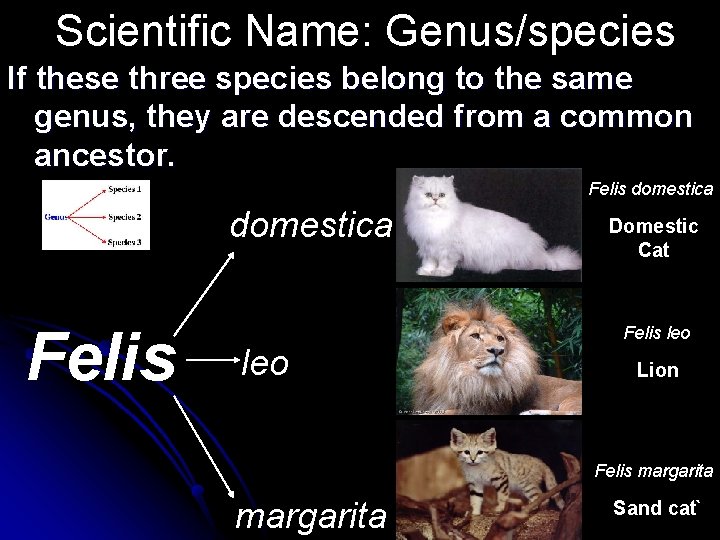 Scientific Name: Genus/species If these three species belong to the same genus, they are Scientific Name: Genus/species If these three species belong to the same genus, they are
