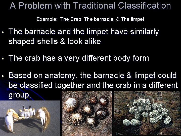A Problem with Traditional Classification Example: The Crab, The barnacle, & The limpet • A Problem with Traditional Classification Example: The Crab, The barnacle, & The limpet •