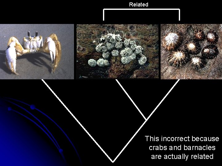 Related This incorrect because crabs and barnacles are actually related Related This incorrect because crabs and barnacles are actually related