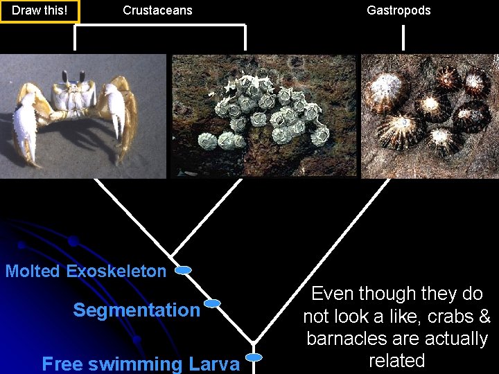 Draw this! Crustaceans Gastropods Molted Exoskeleton Segmentation Free swimming Larva Even though they do Draw this! Crustaceans Gastropods Molted Exoskeleton Segmentation Free swimming Larva Even though they do