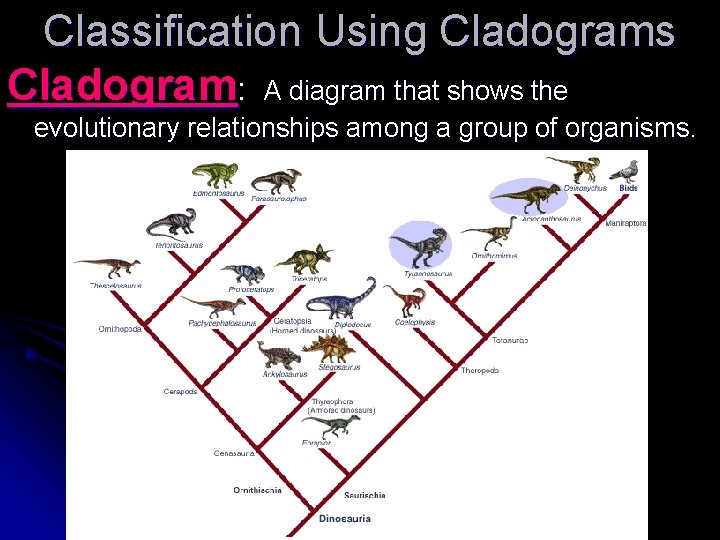Classification Using Cladograms Cladogram: A diagram that shows the evolutionary relationships among a group Classification Using Cladograms Cladogram: A diagram that shows the evolutionary relationships among a group