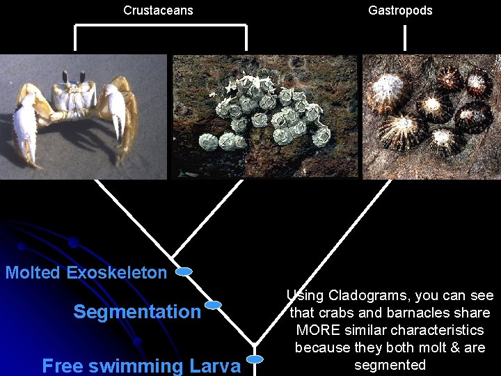 Crustaceans Gastropods Molted Exoskeleton Segmentation Free swimming Larva Using Cladograms, you can see that Crustaceans Gastropods Molted Exoskeleton Segmentation Free swimming Larva Using Cladograms, you can see that