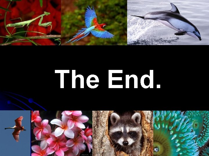 The End. The End.