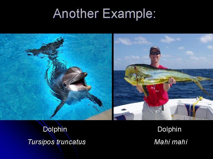 Another Example: Dolphin Tursipos truncatus Mahi mahi Another Example: Dolphin Tursipos truncatus Mahi mahi